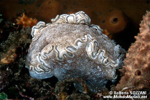 Glossodoris (Glossodoris hikuerensis)