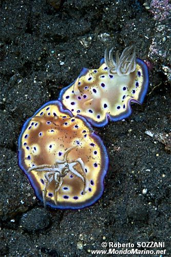 Chromodoris kuniei (Chromodoris kuniei)