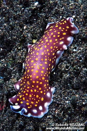 Verme piatto (Pseudoceros lindae)