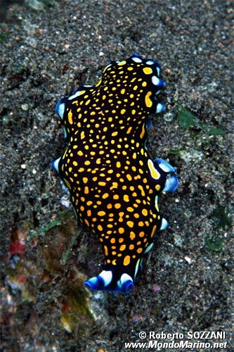 Verme piatto (Pseudoceros lindae)