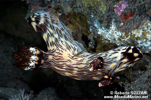 Kentrodoris (Kentrodoris rubescens)