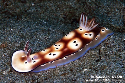 Risbecia (Risbecia tryoni)