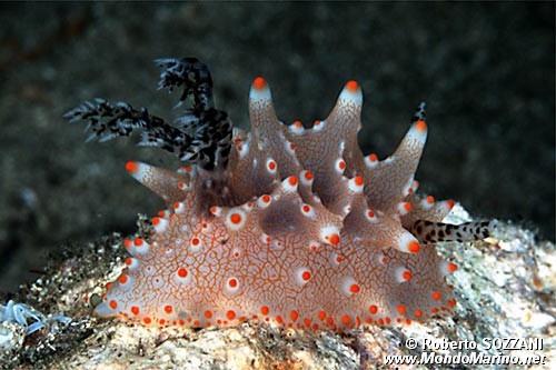 Halgerda (Halgerda malesso)
