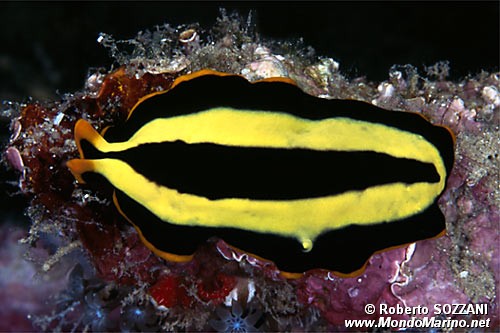 Verme piatto (Pseudoceros dimidiatus)