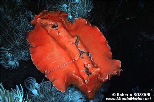 Discodoris (Discodoris sp.)