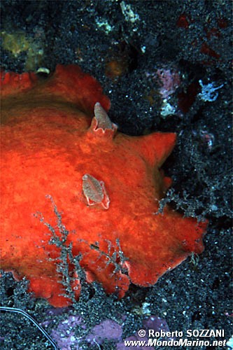 Discodoris (Discodoris sp.)