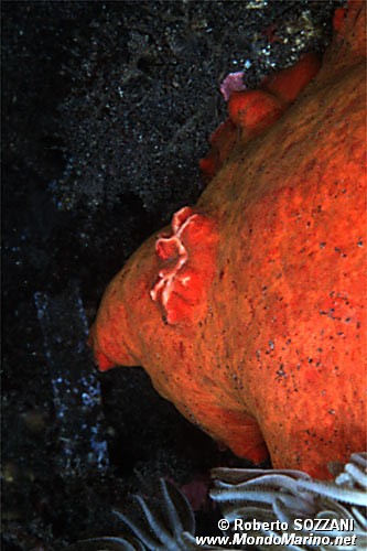 Discodoris (Discodoris sp.)