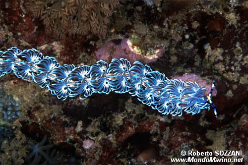 Aeolidia (Pteraeolidia ianthina)