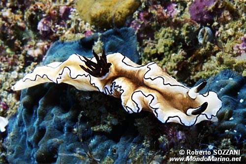 Glossodoris (Glossodoris atromarginata)
