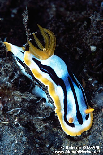 Chromodoris (Chromodoris strigata)