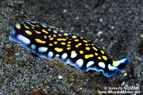 Verme piatto (Pseudoceros cf. lindae)