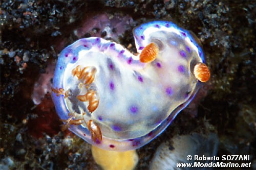 Ballerina spagnola (Hexabranchus sanguineus)