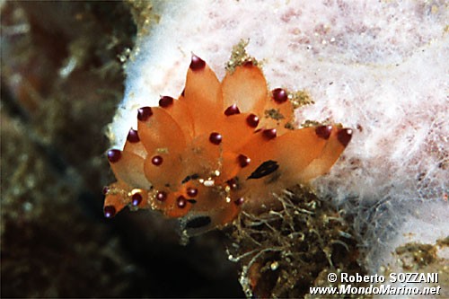 Janolus (Janolus sp. 4)
