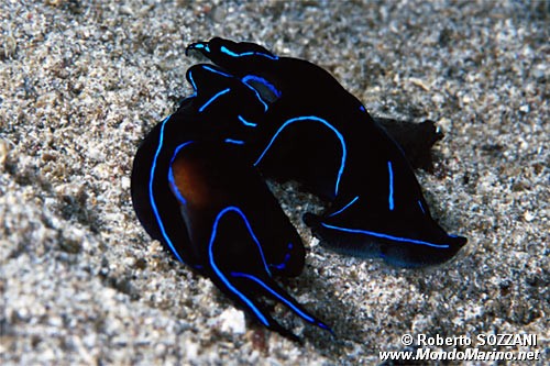 Chelidonura (Chelidonura varians)