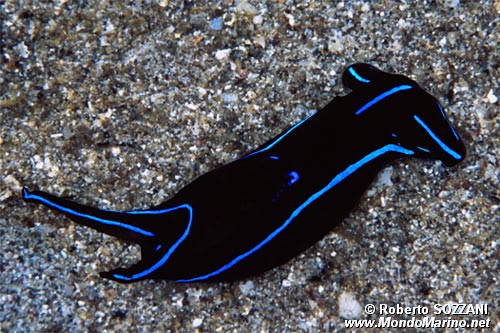 Chelidonura (Chelidonura varians)