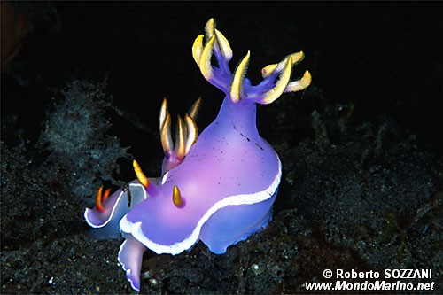 Hypselodoris (Hypselodoris bullocki)