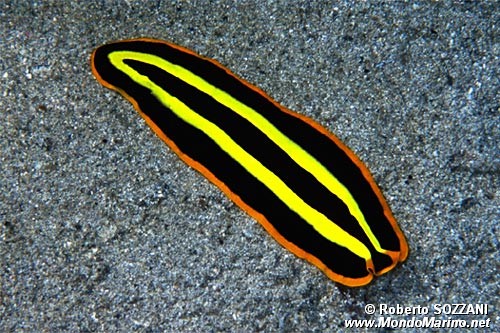 Verme piatto (Pseudoceros dimidiatus)