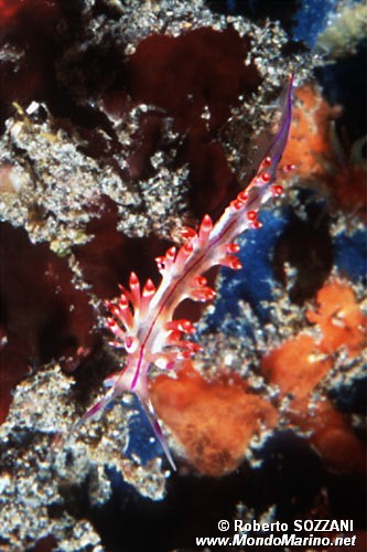 Flabellina linea rossa (Flabellina rubrolineata)