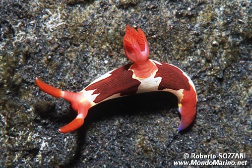 Nembrotha (Nembrotha purpureolineata)