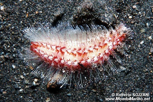 Vermocane (Chloeia cf. fusca)