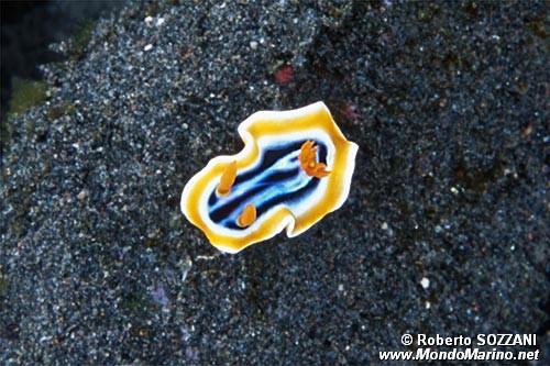 Chromodoris magnifica (Chromodoris magnifica)