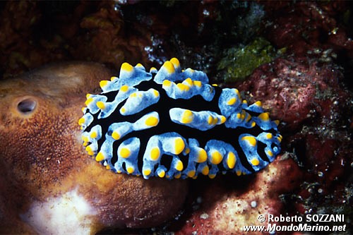 Phyllidia (Phyllidia coelestis)