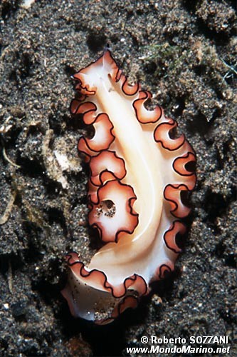 Verme piatto (Maiazoon orsaki)