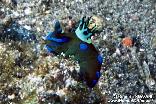 Tambja (Tambja kushimotoensis)