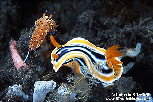 Chromodoris magnifica (Chromodoris magnifica)