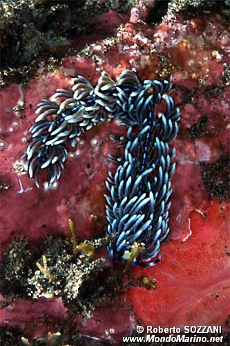 Aeolidia (Pteraeolidia ianthina)