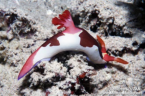 Nembrotha (Nembrotha purpureolineata)