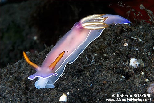 Hypselodoris (Hypselodoris bullocki)