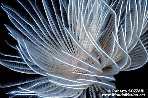 Spirografo (Sabellastarte spectabilis)