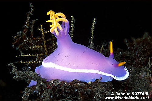 Hypselodoris (Hypselodoris bullocki)