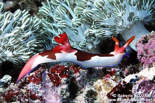 Nembrotha (Nembrotha purpureolineata)