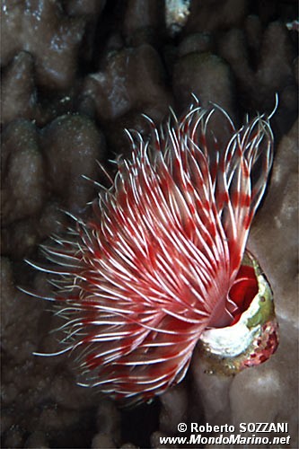 Spirografo (Protula magnifica)