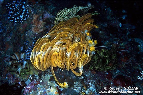 Crinoide (Oxycomanthus bennetti)