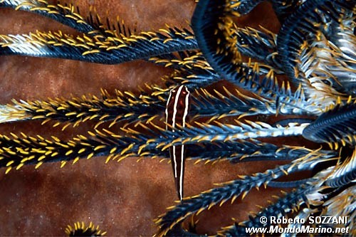 Pesce ventosa dei crinoidi (Discotrema crinophila)