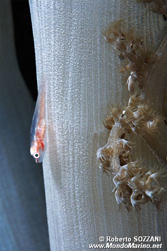 Gobide (Pleurosicya boldinghi)