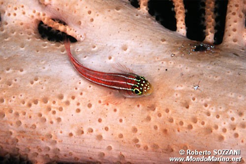 Trepinne (Helcogramma striatum)