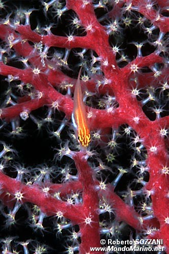 Trepinne (Helcogramma striatum)