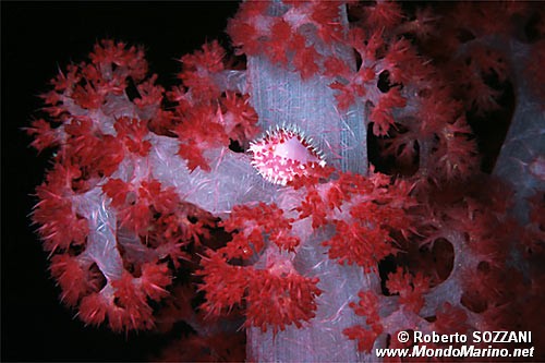 Conchiglia (Pseudosimnia punctata)