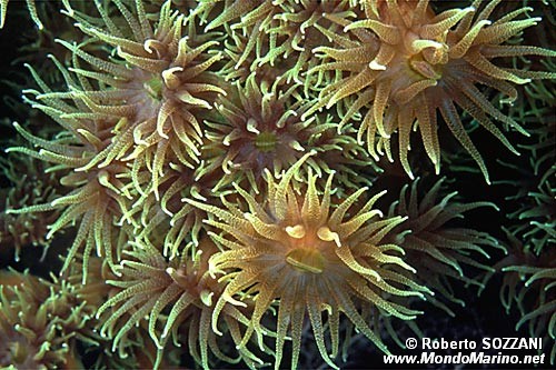 Madrepora (Tubastrea micrantha)