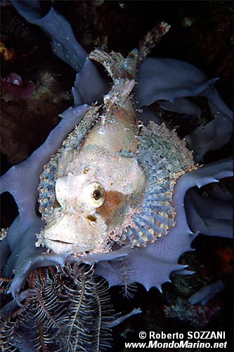 Pesce scorpione tassellato (Scorpaenopsis oxycephalus)