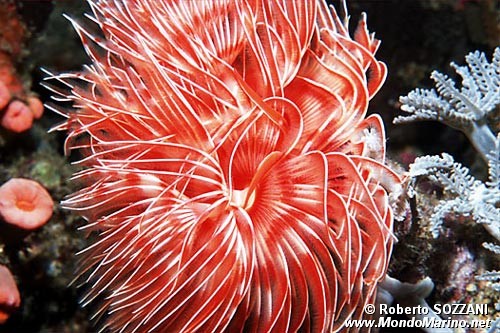 Spirografo (Protula magnifica)