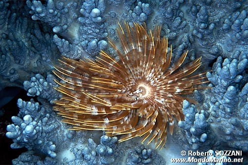 Spirografo (Sabellastarte spectabilis)