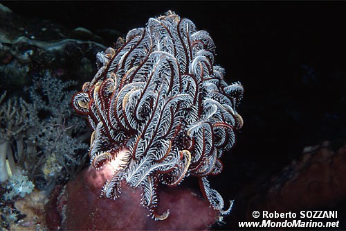 Crinoide (Comanthina schlegelii)