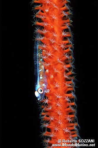 Gobide (Bryaninops loki)