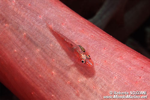 Gobide (Pleurosicya mossambica)