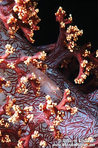 Gobide (Pleurosicya boldinghi)